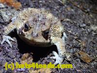 /home//u458753944/public_html/sourcegallery//McKaig Nature Center/2020-09-27/P9270684.JPG